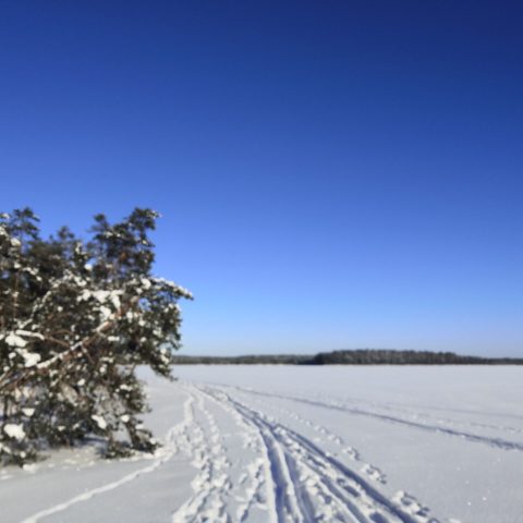 Savojärven hiihtolatu, kuva Eija Eloranta